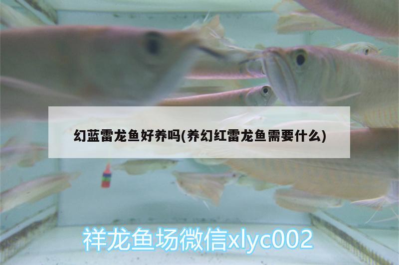 幻藍雷龍魚好養(yǎng)嗎(養(yǎng)幻紅雷龍魚需要什么)