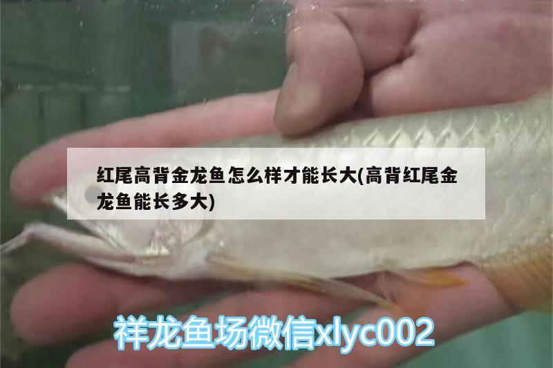 紅尾高背金龍魚怎么樣才能長大(高背紅尾金龍魚能長多大) 高背金龍魚