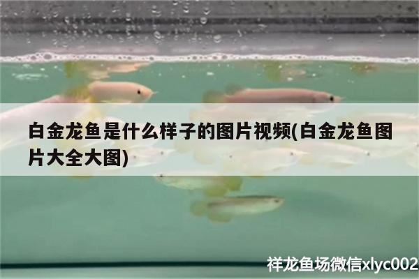 白金龍魚是什么樣子的圖片視頻(白金龍魚圖片大全大圖) 斑馬狗頭魚