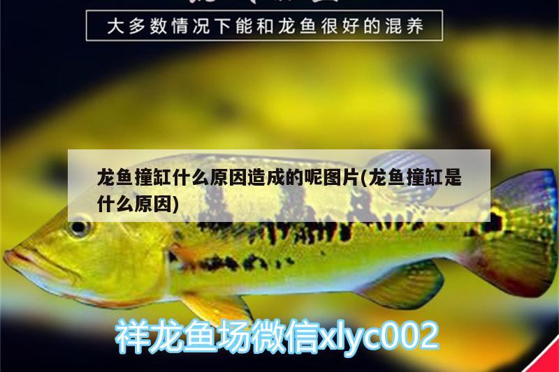 龍魚(yú)撞缸什么原因造成的呢圖片(龍魚(yú)撞缸是什么原因) 眼斑魚(yú)