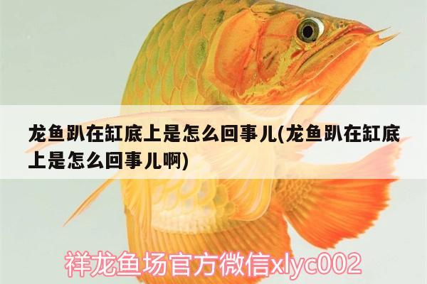 龍魚(yú)趴在缸底上是怎么回事兒(龍魚(yú)趴在缸底上是怎么回事兒啊) 龍鳳鯉魚(yú)