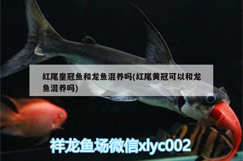 紅尾皇冠魚和龍魚混養(yǎng)嗎(紅尾黃冠可以和龍魚混養(yǎng)嗎)