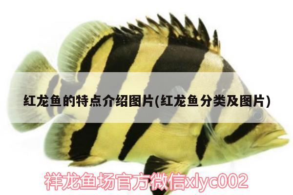 自貢觀賞魚市場武漢加油