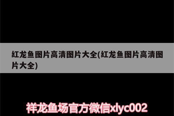 紅龍魚圖片高清圖片大全(紅龍魚圖片高清圖片大全) 羅漢魚