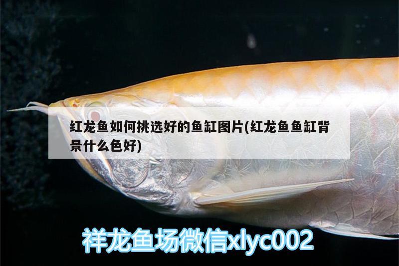 金華水族館爆氧 照明器材 第2張