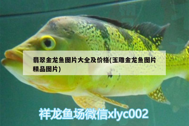 翡翠金龍魚圖片大全及價格(玉雕金龍魚圖片精品圖片)