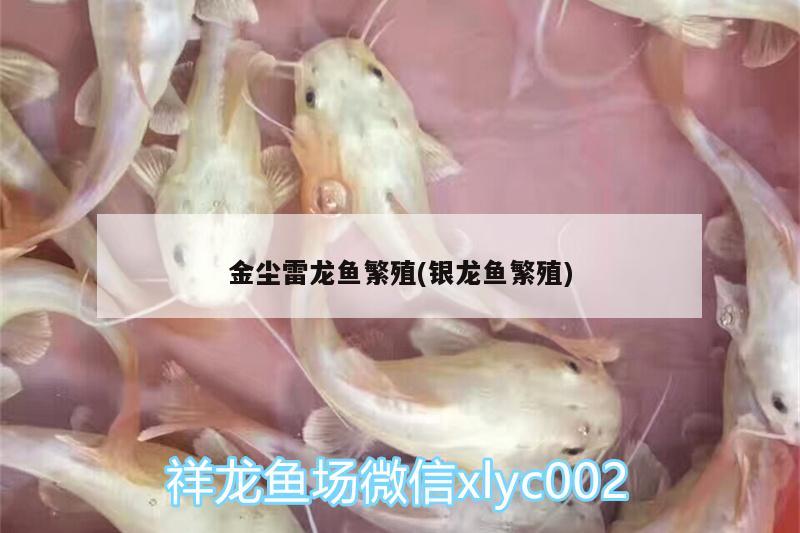 金塵雷龍魚繁殖(銀龍魚繁殖)