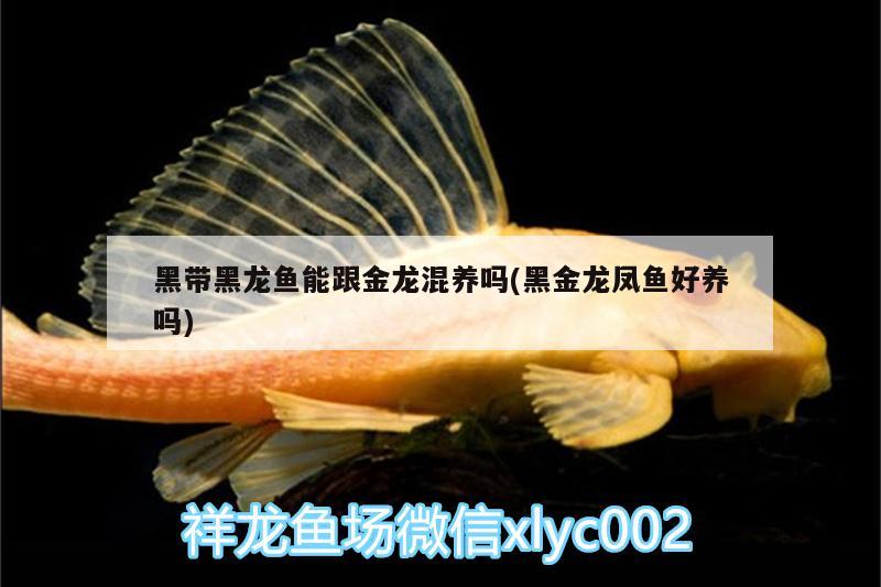 黑帶黑龍魚能跟金龍混養(yǎng)嗎(黑金龍鳳魚好養(yǎng)嗎) 紅龍專用魚糧飼料