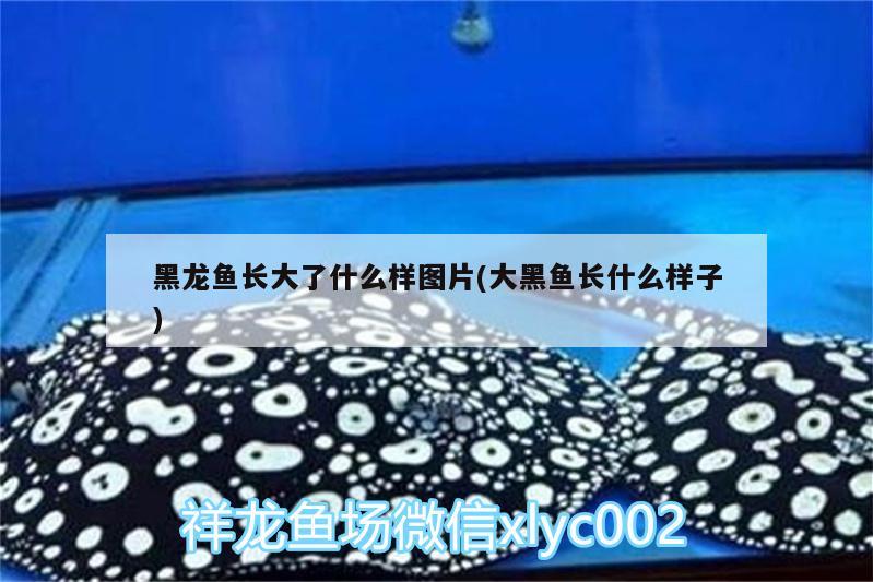 黑龍魚長大了什么樣圖片(大黑魚長什么樣子) 元寶鳳凰魚專用魚糧