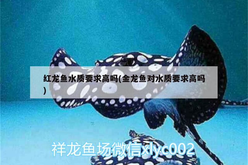 自貢觀賞魚市場(chǎng)武漢加油