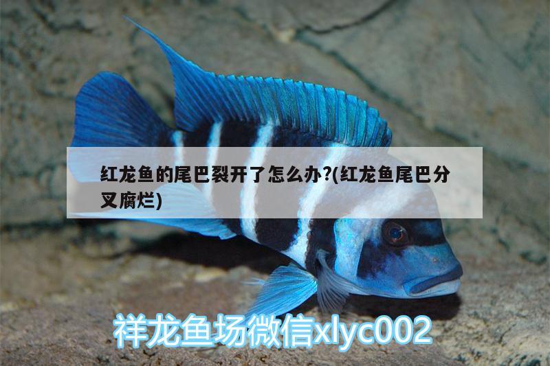 紅龍魚的尾巴裂開了怎么辦?(紅龍魚尾巴分叉腐爛)