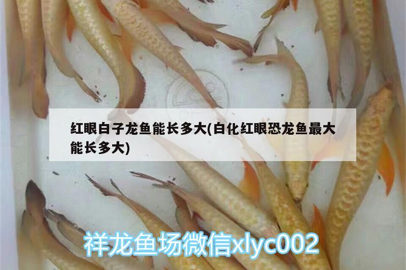 黑色玻璃魚缸圖片高清（黑色玻璃效果）