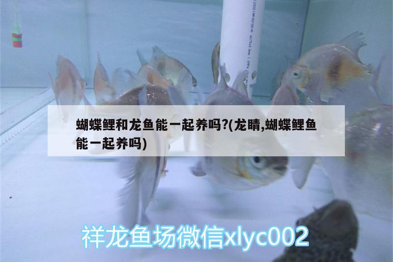 蝴蝶鯉和龍魚能一起養(yǎng)嗎?(龍睛,蝴蝶鯉魚能一起養(yǎng)嗎)