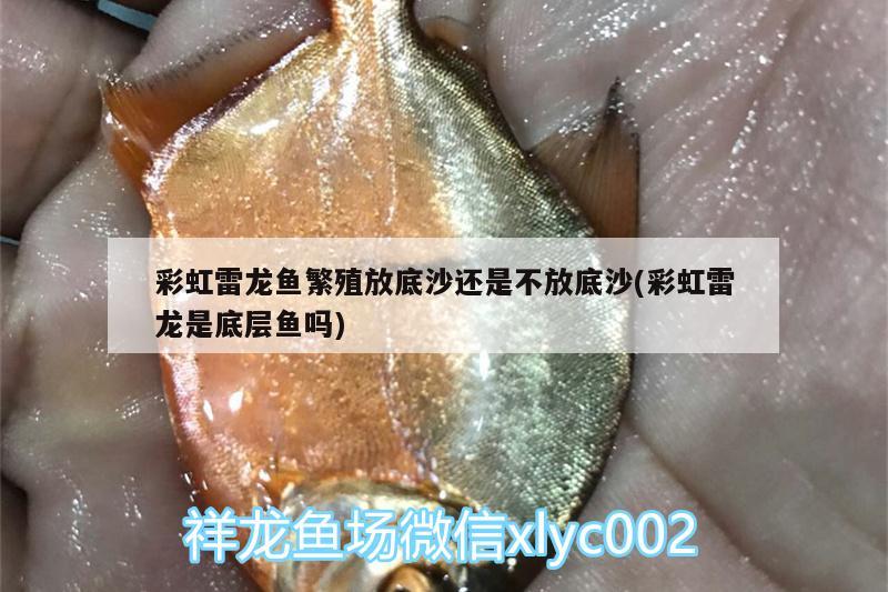 彩虹雷龍魚繁殖放底沙還是不放底沙(彩虹雷龍是底層魚嗎) 翡翠鳳凰魚