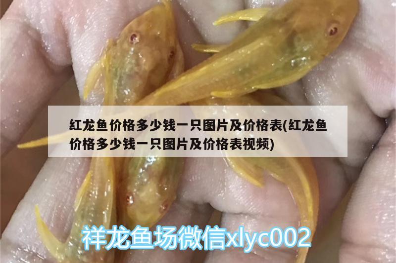 紅龍魚價格多少錢一只圖片及價格表(紅龍魚價格多少錢一只圖片及價格表視頻) 白子黃化銀龍魚