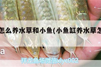 魚缸怎么養(yǎng)水草和小魚(小魚缸養(yǎng)水草怎么養(yǎng))