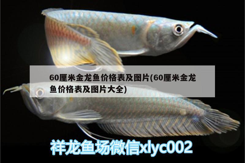 60厘米金龍魚價格表及圖片(60厘米金龍魚價格表及圖片大全)