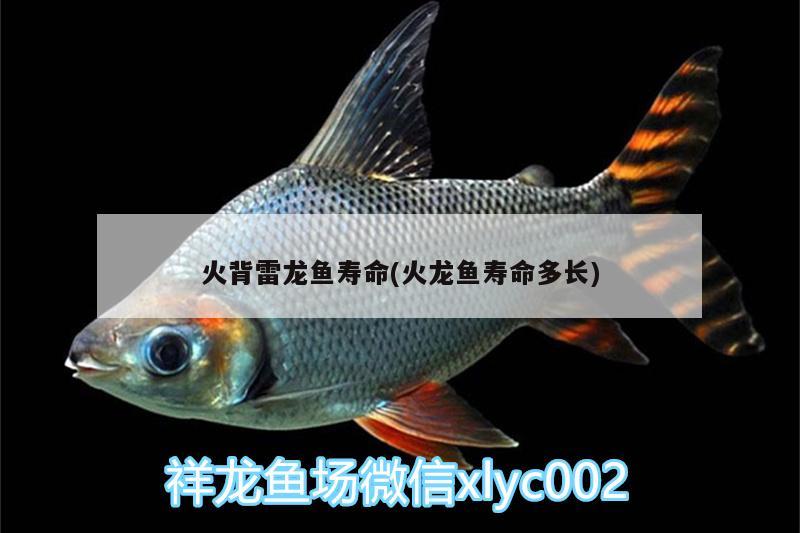 火背雷龍魚壽命(火龍魚壽命多長)