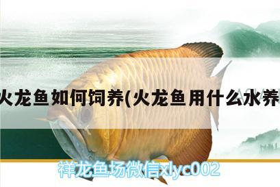 火龍魚如何飼養(yǎng)(火龍魚用什么水養(yǎng)) 觀賞魚水族批發(fā)市場