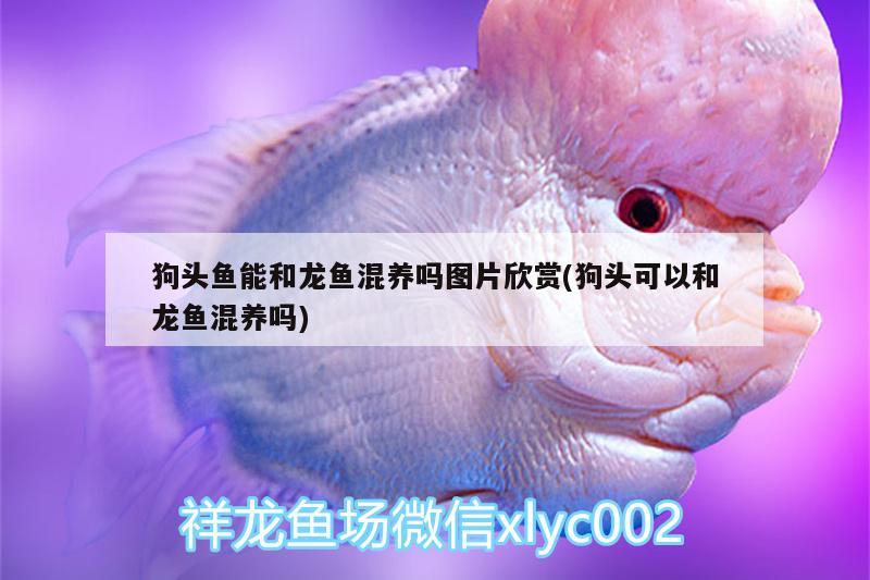 狗頭魚能和龍魚混養(yǎng)嗎圖片欣賞(狗頭可以和龍魚混養(yǎng)嗎) 狗頭魚