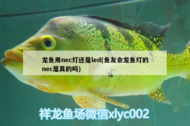 龍魚用nec燈還是led(魚友會龍魚燈的nec是真的嗎) 大湖紅龍魚