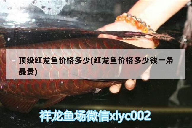 頂級(jí)紅龍魚價(jià)格多少(紅龍魚價(jià)格多少錢一條最貴) 泰國虎魚