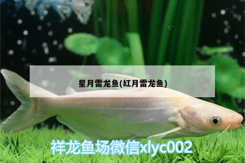 星月雷龍魚(紅月雷龍魚) 黑影道人魚