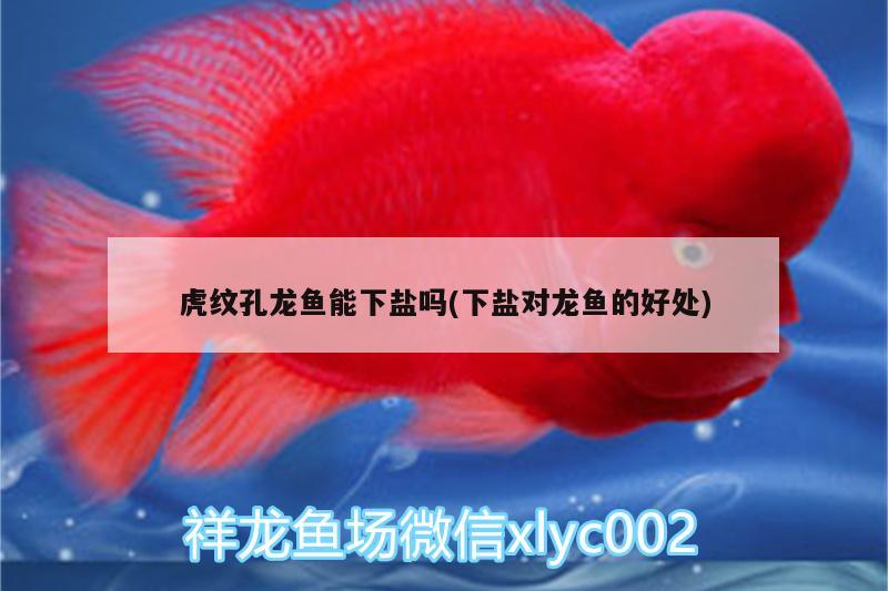 虎紋孔龍魚(yú)能下鹽嗎(下鹽對(duì)龍魚(yú)的好處)