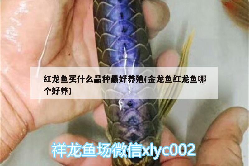 紅龍魚買什么品種最好養(yǎng)殖(金龍魚紅龍魚哪個(gè)好養(yǎng))