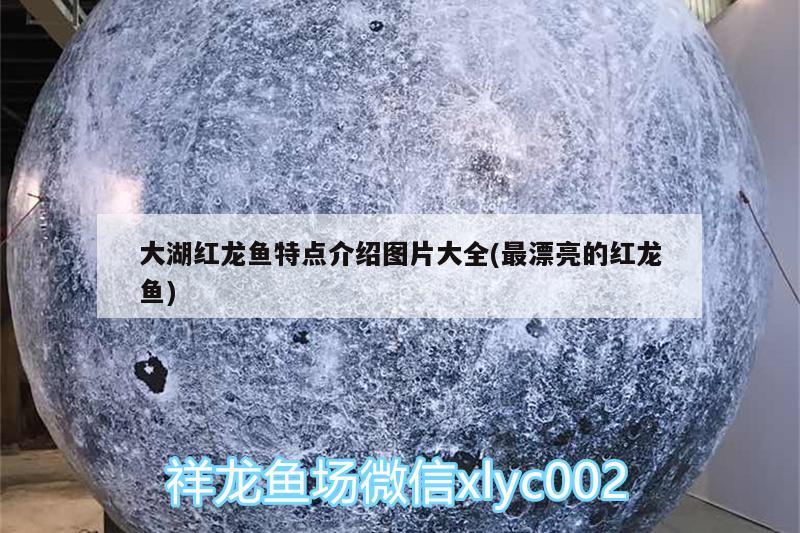 六十厘米的魚缸能養(yǎng)多少魚苗 60瓦盆養(yǎng)幾條金魚合適 養(yǎng)魚的好處 第3張