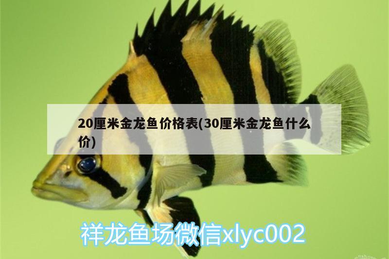 20厘米金龍魚(yú)價(jià)格表(30厘米金龍魚(yú)什么價(jià))