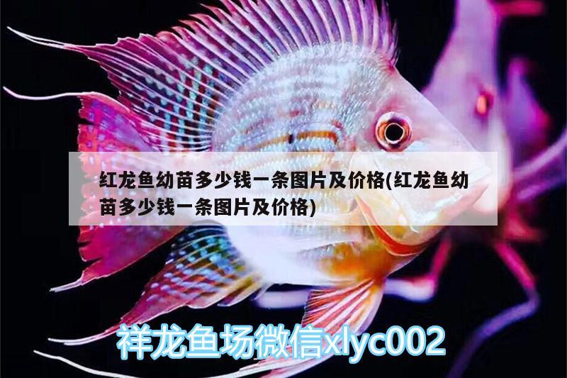 眉山哪里有賣魚缸的店（ 眉山哪里有賣魚缸的店鋪） 水族世界