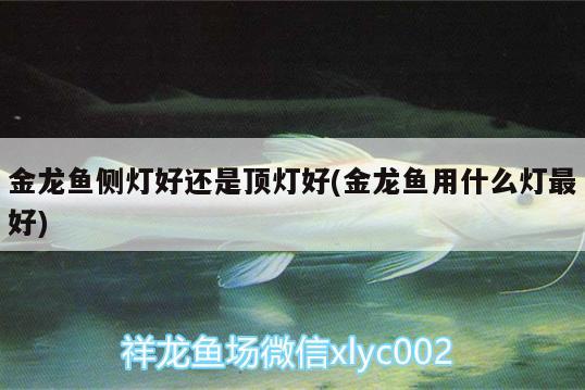 家里擺魚缸風(fēng)水好不好（魚缸最佳擺放位置風(fēng)水有什么說法） 國產(chǎn)元寶鳳凰魚 第2張