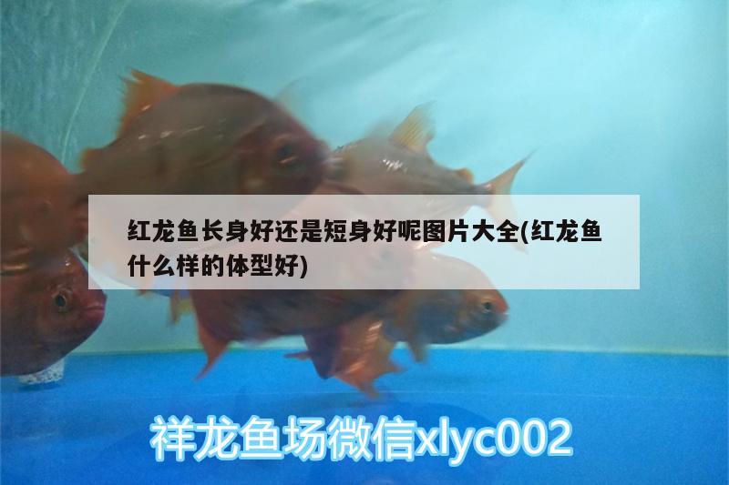 紅龍魚長身好還是短身好呢圖片大全(紅龍魚什么樣的體型好) 鐵甲武士