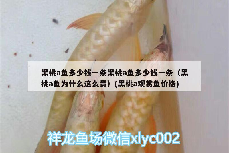 魚(yú)缸加氧氣泡噪音的原因解決魚(yú)缸加氧氣泡噪音問(wèn)題，如何解決魚(yú)缸加氧氣泡噪音的問(wèn)題 過(guò)濾設(shè)備 第3張