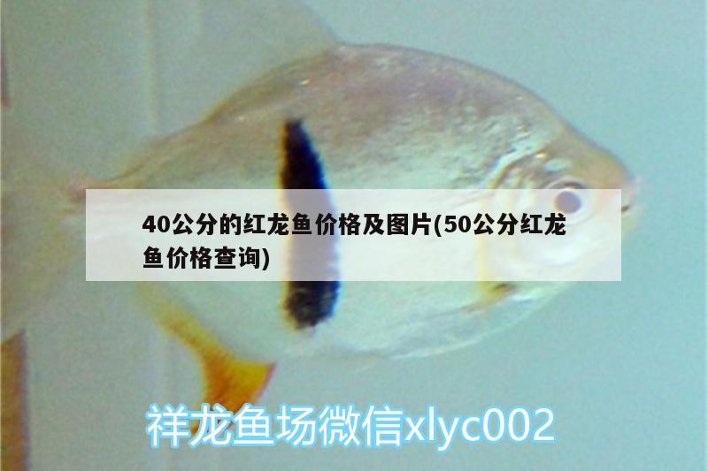 40公分的紅龍魚價(jià)格及圖片(50公分紅龍魚價(jià)格查詢)