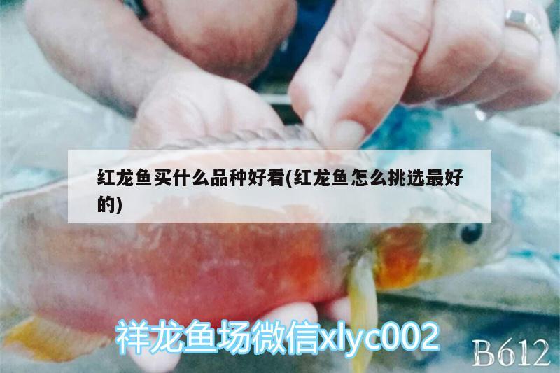 紅龍魚買什么品種好看(紅龍魚怎么挑選最好的)