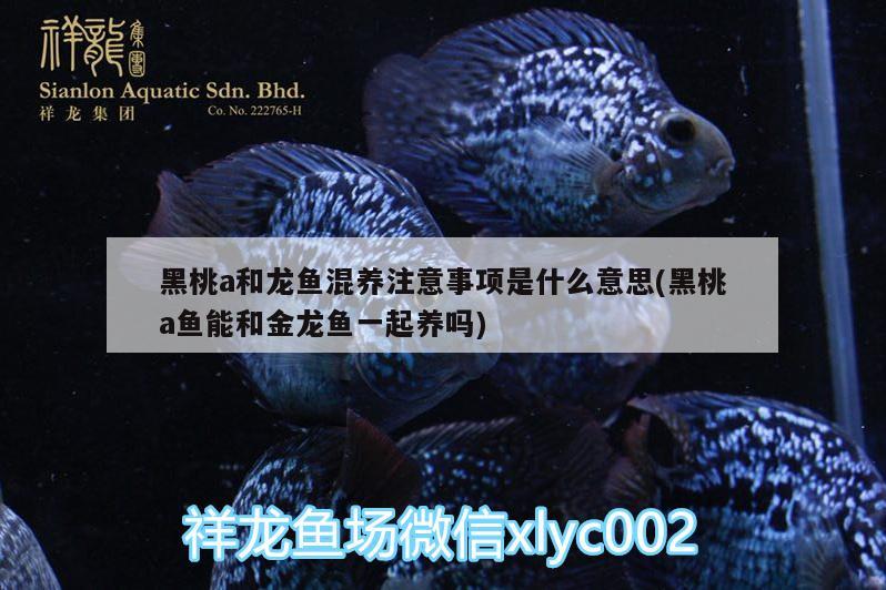 魚三寶的做法，長江三寶魚圖片和三寶魚是什么魚對應(yīng)的相關(guān)信息 斑馬鴨嘴魚 第1張