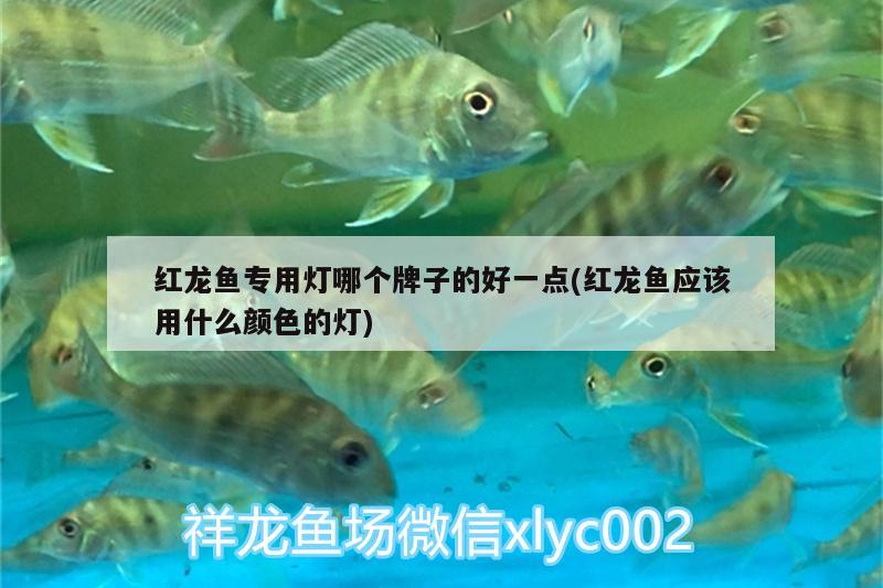 紅龍魚專用燈哪個牌子的好一點(diǎn)(紅龍魚應(yīng)該用什么顏色的燈)