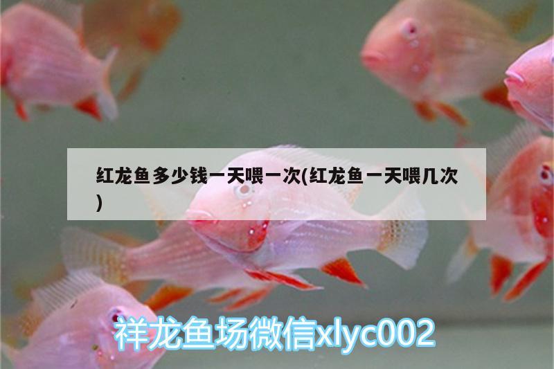 吃金龍魚圖片大全大圖真實(可以吃的金龍魚圖片)