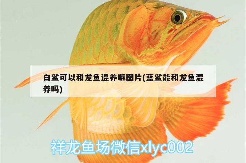 白鯊可以和龍魚(yú)混養(yǎng)嘛圖片(藍(lán)鯊能和龍魚(yú)混養(yǎng)嗎) 丹頂錦鯉魚(yú)