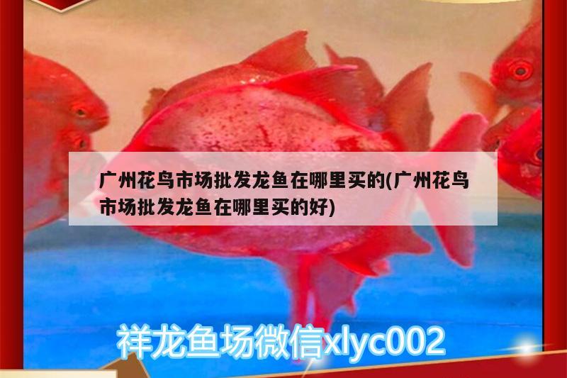 紅龍魚(yú)喂小魚(yú)好不好養(yǎng)(新手養(yǎng)紅龍魚(yú)要注意什么)