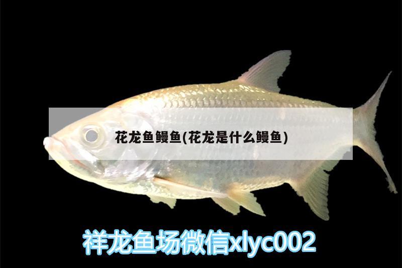 花龍魚鰻魚(花龍是什么鰻魚)