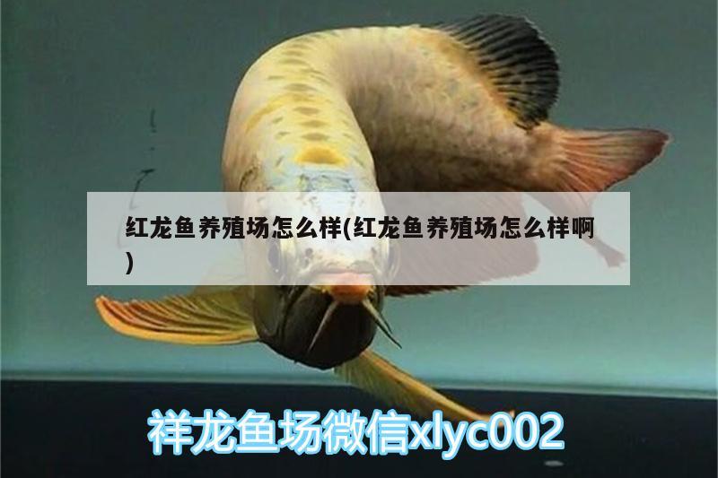 松原水族批發(fā)市場：全白缸兩年85天 觀賞魚水族批發(fā)市場 第2張