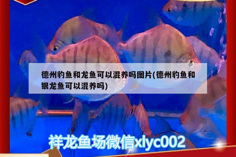 德州豹魚和龍魚可以混養(yǎng)嗎圖片(德州豹魚和銀龍魚可以混養(yǎng)嗎)