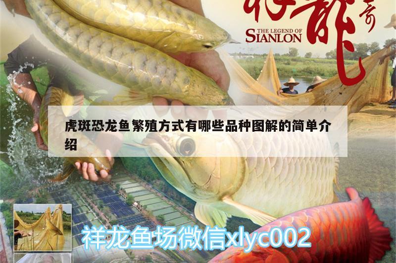 虎斑恐龍魚繁殖方式有哪些品種圖解的簡單介紹