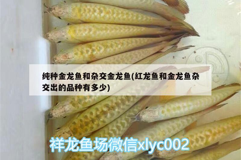 純種金龍魚(yú)和雜交金龍魚(yú)(紅龍魚(yú)和金龍魚(yú)雜交出的品種有多少)