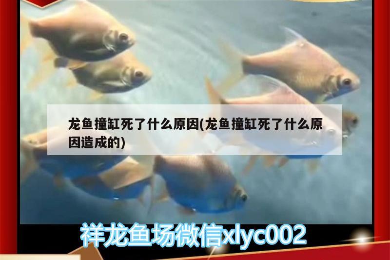 龍魚撞缸死了什么原因(龍魚撞缸死了什么原因造成的)