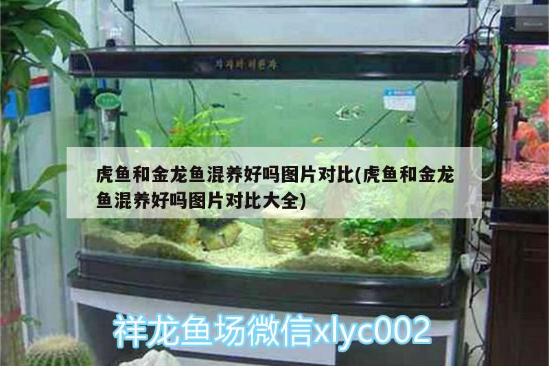 虎魚和金龍魚混養(yǎng)好嗎圖片對比(虎魚和金龍魚混養(yǎng)好嗎圖片對比大全) 虎魚百科