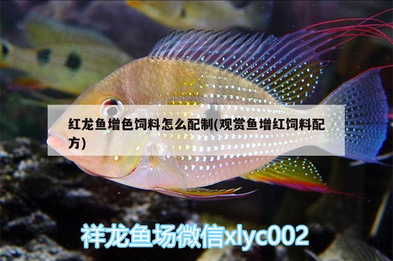 紅龍魚增色飼料怎么配制(觀賞魚增紅飼料配方)